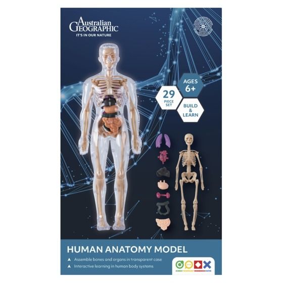 Australian Geographic Human Anatomy Model – 29-Piece Removable Interactive Learning Kit
